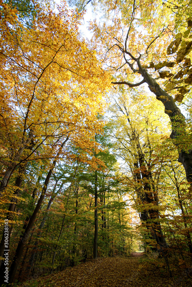 Obraz premium Waldweg im Herbst 