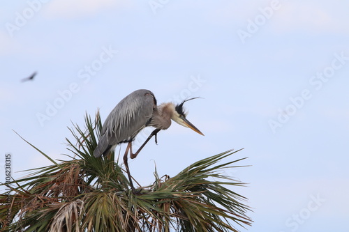Florida Birds