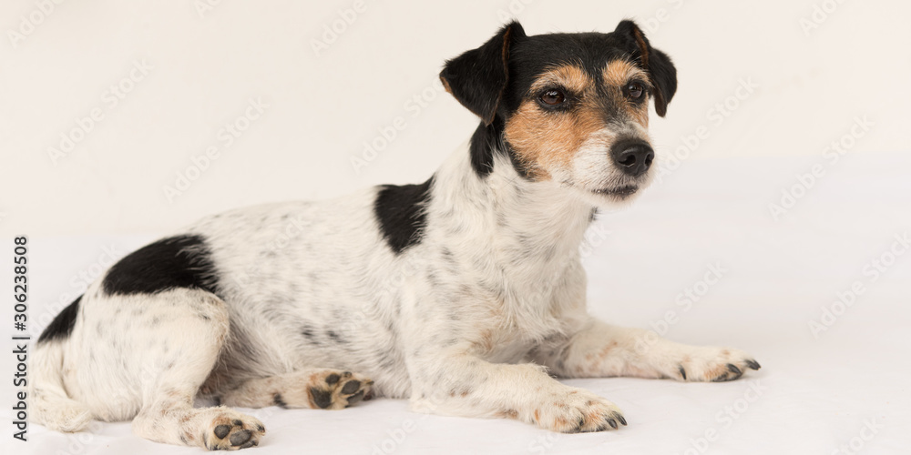 beautiful Jack Russell Terrier dog isolated on white beautiful Jack Russell Terrier dog isolated on white