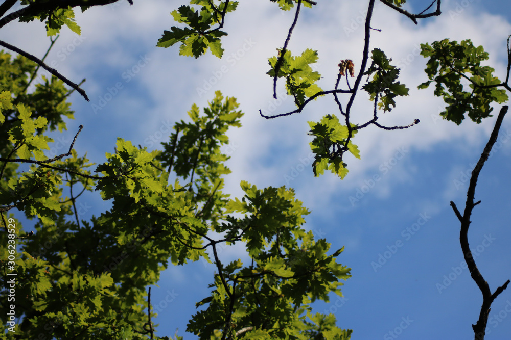 Fototapeta premium Green leaves 