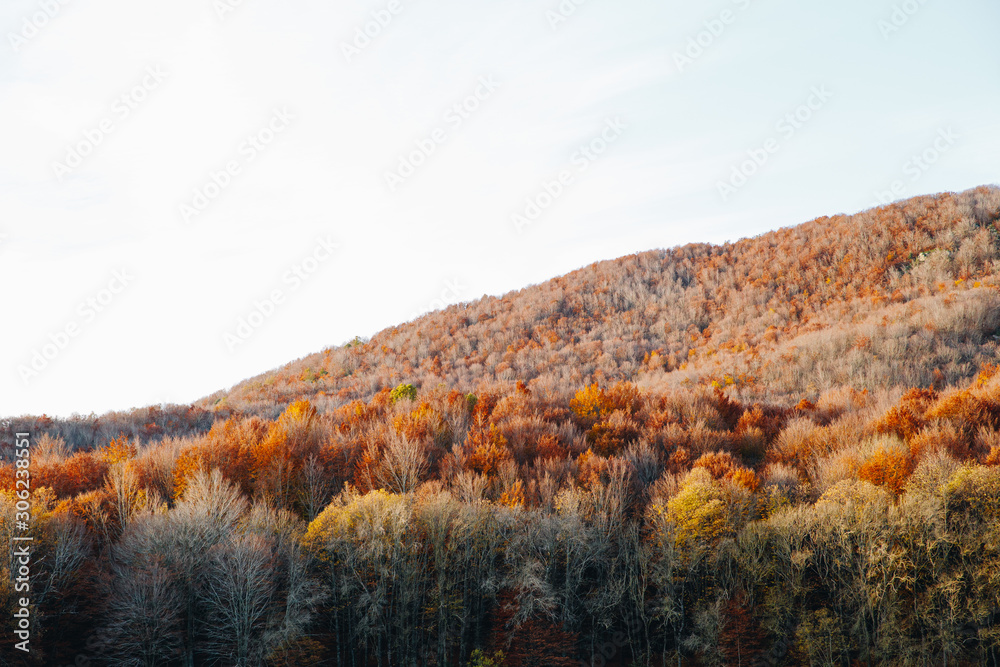 Nature landscape of colourful forest in autumn on a sunny day