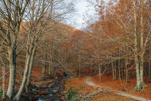 Autumn landscape with a colourful forest and orange foliage, path and a river