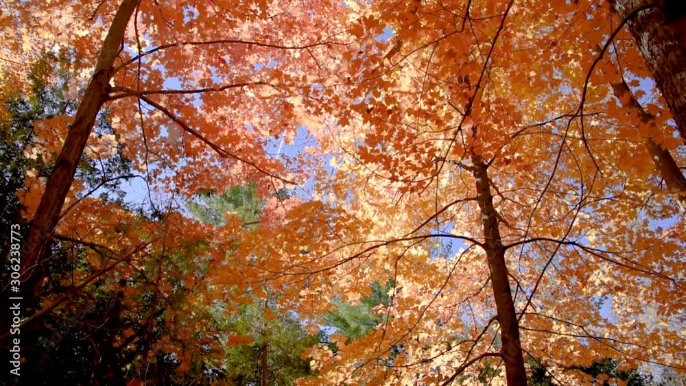 orange and yellow maple trees in autumn orange and yellow maple trees in autumn