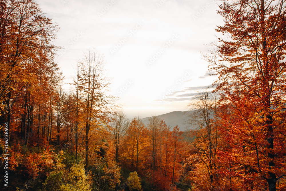 Sunset landscape of an autumn forest in the mountains with colourful and vibrant leaves in Catalonia