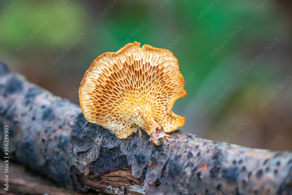 Neofavolus alveolaris - Hexagonal-Pored Polypore