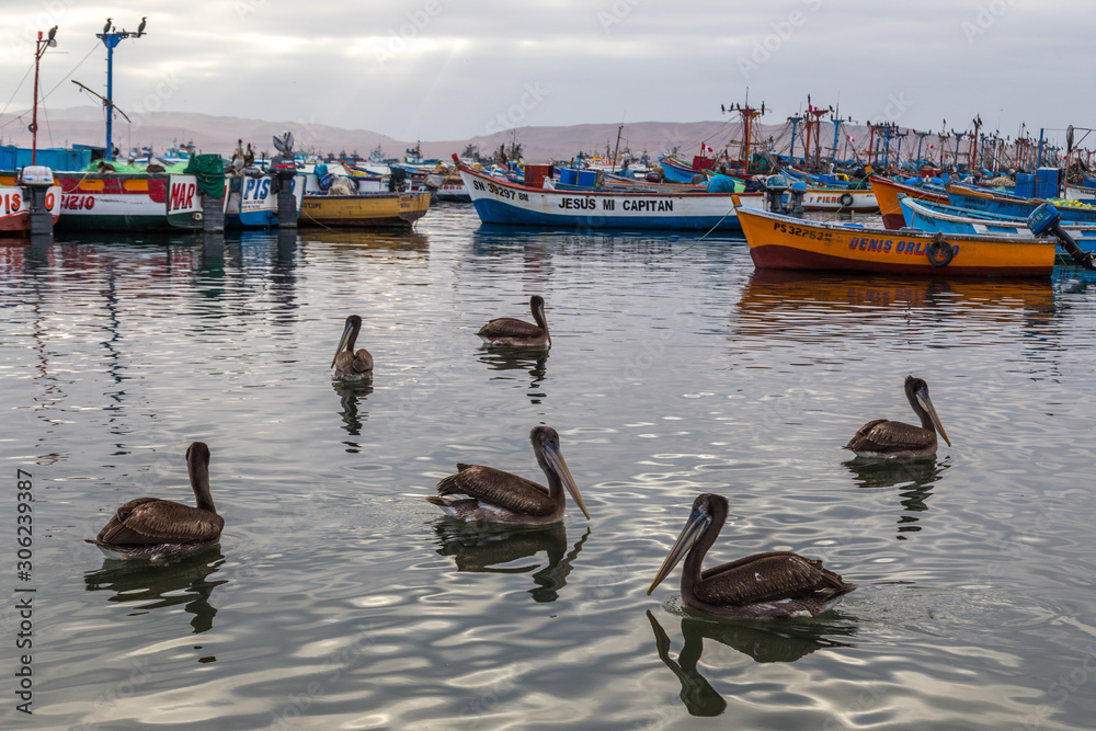 Group of pelicans in the port. Paracas, Peru.