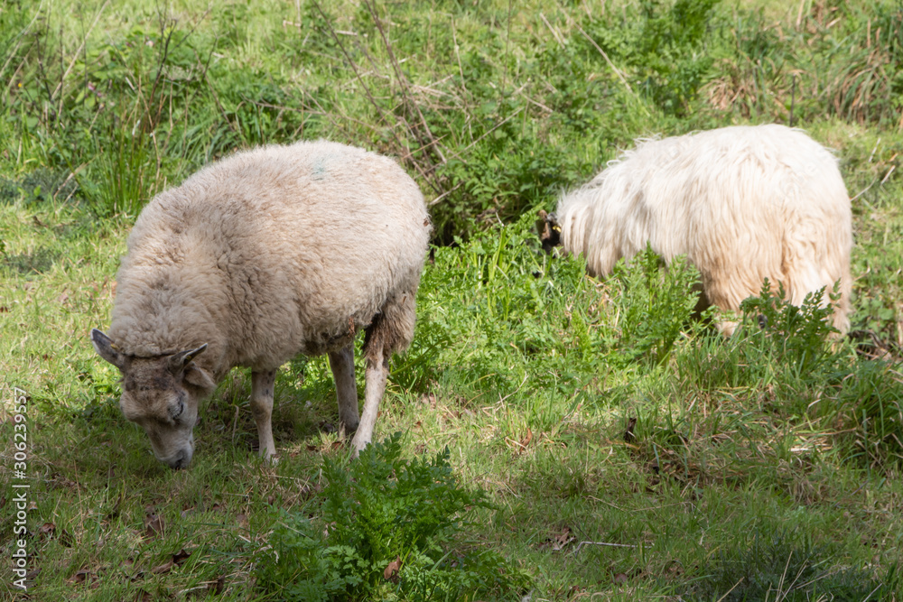 Fototapeta premium Sheep grazing in a field in Brittany