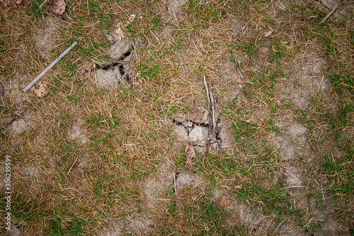 old dried cracked earth with died grass