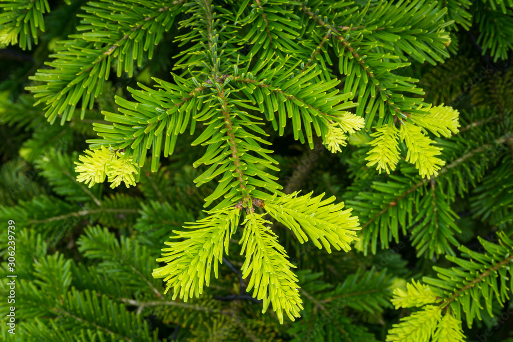 new growth on Christmas Tree