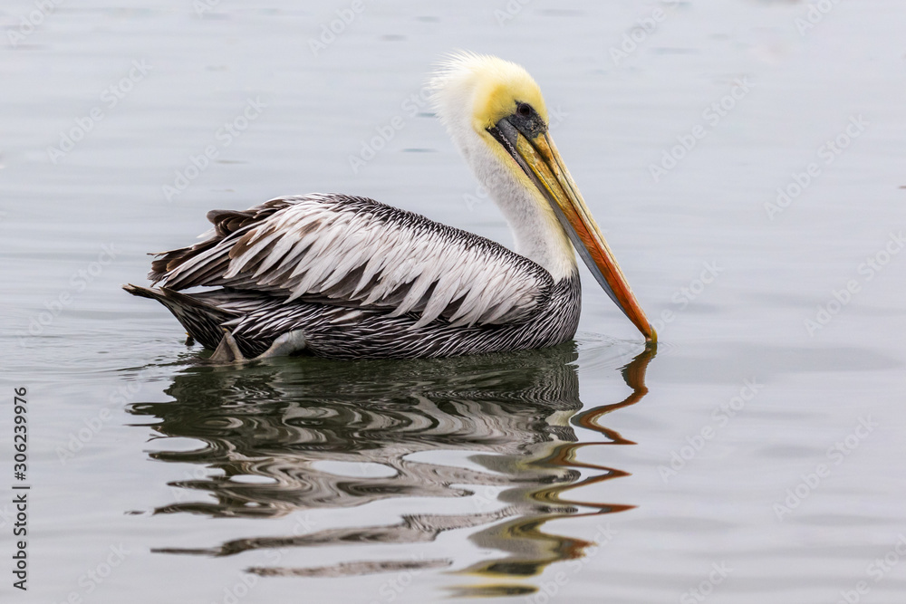Pelican in the port Paracas, Peru.