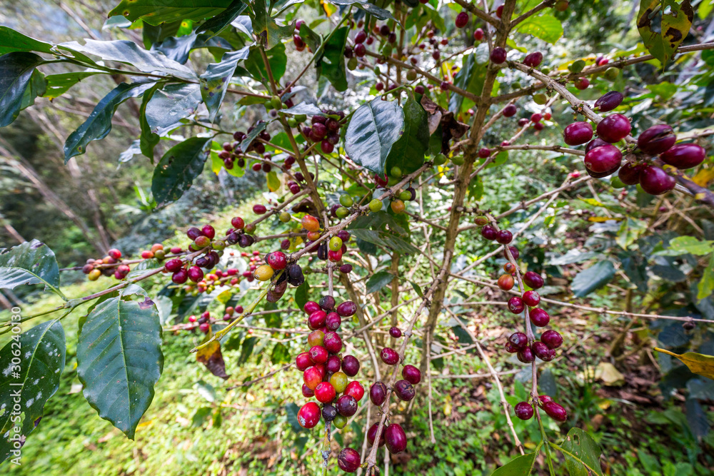 Coffee bushes on the plantation. Villa Rica, Peru.