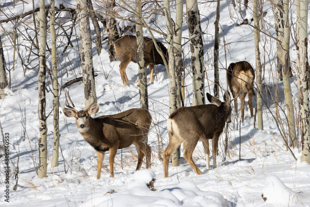 Fiisky Herd of Mule Deer in the Snow