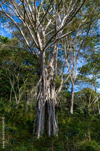 Obraz na płótnie Coffee bushes on the plantation. Villa Rica, Peru. w salonie