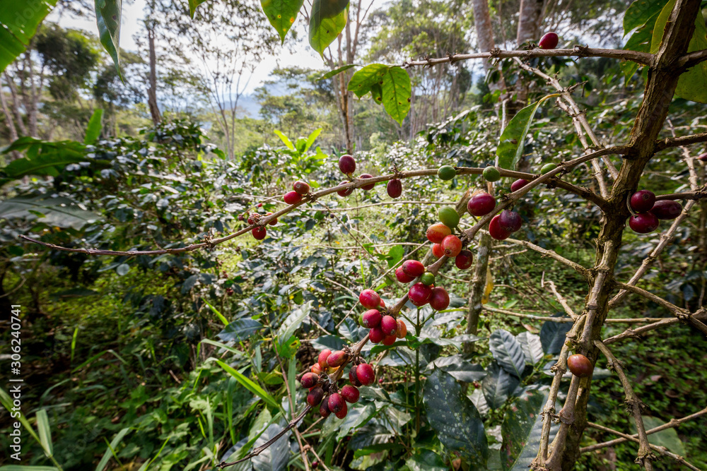Coffee bushes on the plantation. Villa Rica, Peru.