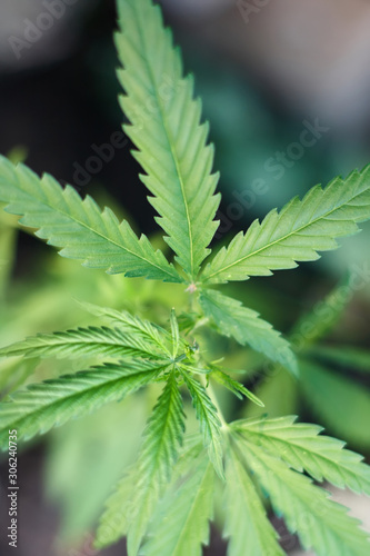 Cannabis Leaves on Marijuana Plant  Concept breeding of marijuana. Beautiful background of green cannabis flowers. A place for copy space