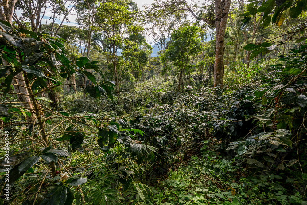 Coffee bushes on the plantation. Villa Rica, Peru.