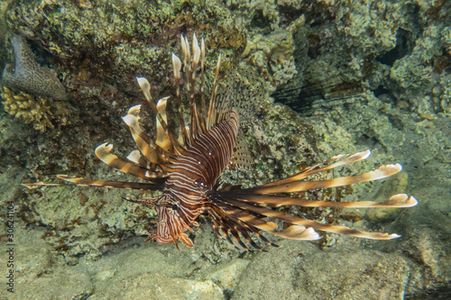 Lion fish in the Red Sea colorful fish, Eilat Israel