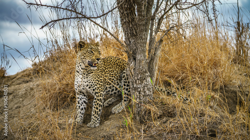 leopard in kruger national park, mpumalanga, south africa 121
