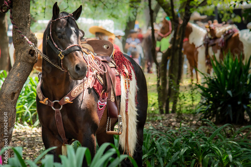 Caballo con fuste o montura en parque photo