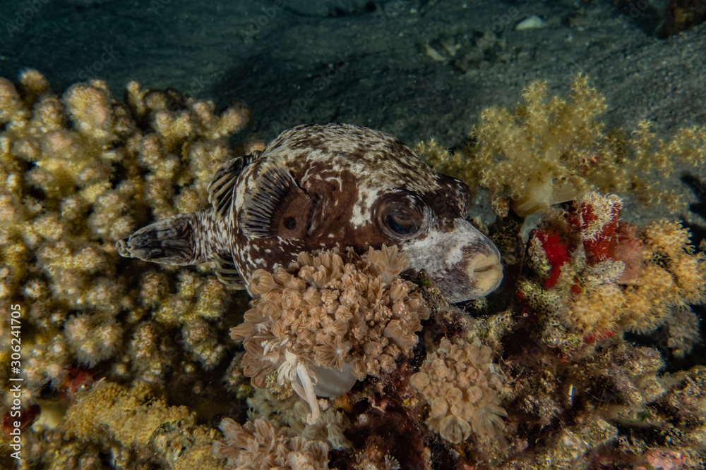 Obraz premium Fish swim in the Red Sea, colorful fish, Eilat Israel