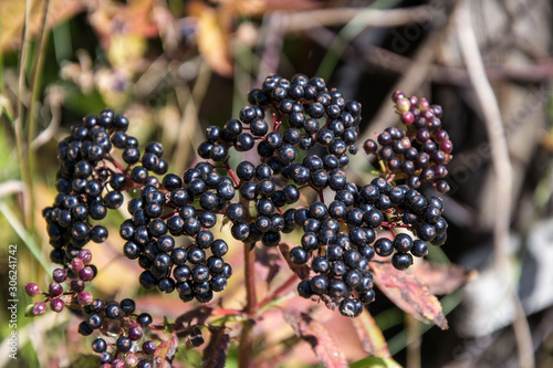 Wild Elderberry black berries, bunch of black grapes, green leaves in the nature