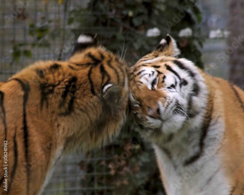 Tigers nuzzling