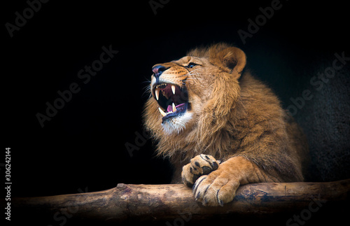 The lion of Berber look majestic teeth dark background