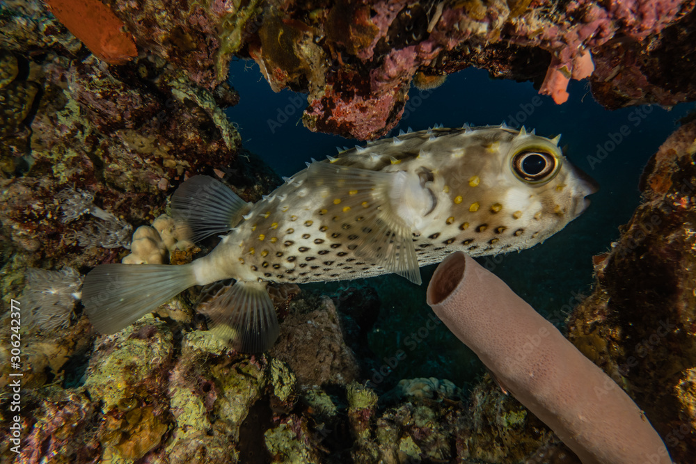 Fish swim in the Red Sea, colorful fish, Eilat Israel Fish swim in the Red Sea, colorful fish, Eilat Israel