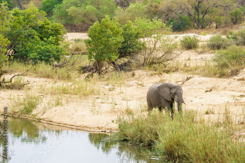 elephant in kruger national park, mpumalanga, south africa 6