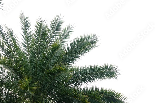Palm leaves on white isolated background for green foliage backdrop