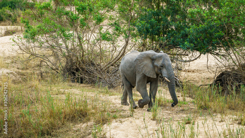 elephant in kruger national park, mpumalanga, south africa 15