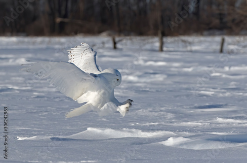 Snowy owl (Bubo scandiacus) male with talons out prepares to pounce on its prey on a snow covered field in Ottawa, Canada