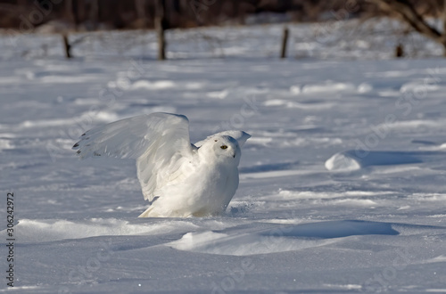 Snowy owl (Bubo scandiacus) male with talons out prepares to pounce on its prey on a snow covered field in Ottawa, Canada