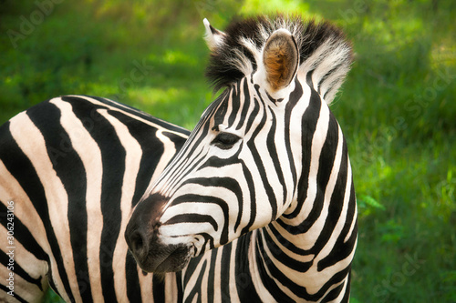 Casela NatureParks  Mauritius  15 Mar 2015 - Zebra