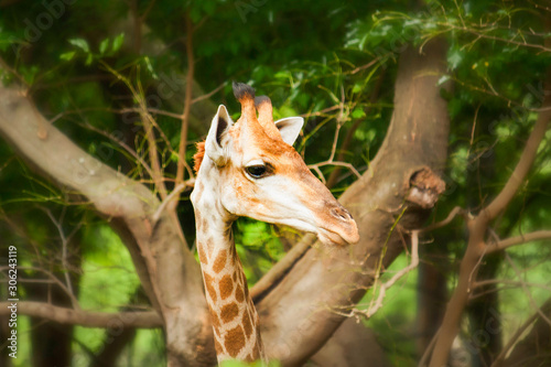 Casela NatureParks, Mauritius, 15 Mar 2015 - Giraffe