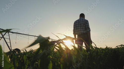 Rear view of a farmer, walking through a young corn field, inspecting the growth at sunset, in the background a circular irrigation system