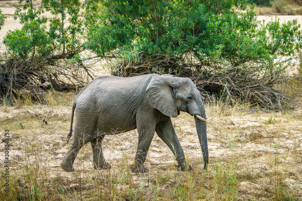 elephant in kruger national park, mpumalanga, south africa 27