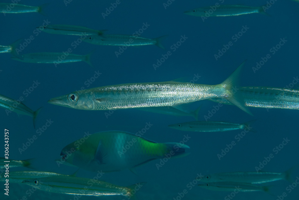 Fototapeta premium Fish swim in the Red Sea, colorful fish, Eilat Israel