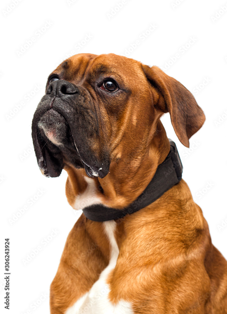 boxer dog looks on isolated on white background