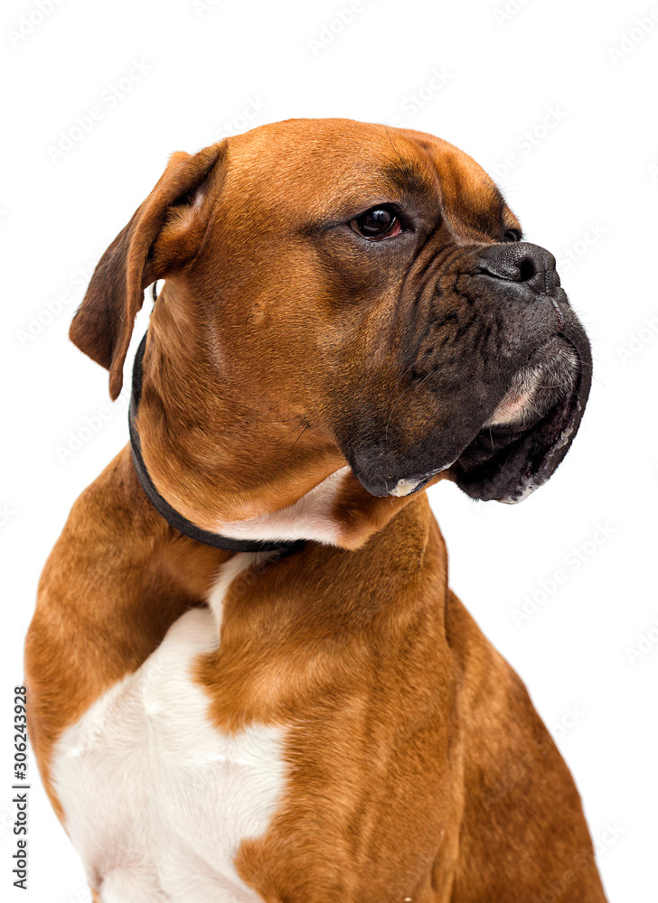Fototapeta premium boxer dog looks on isolated on white background