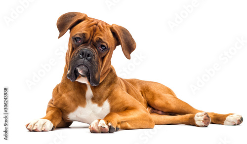 boxer dog looks on isolated on white background