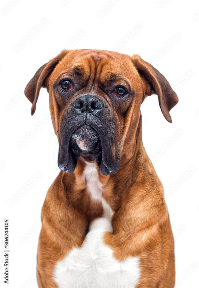 boxer dog looking isolated on a white background