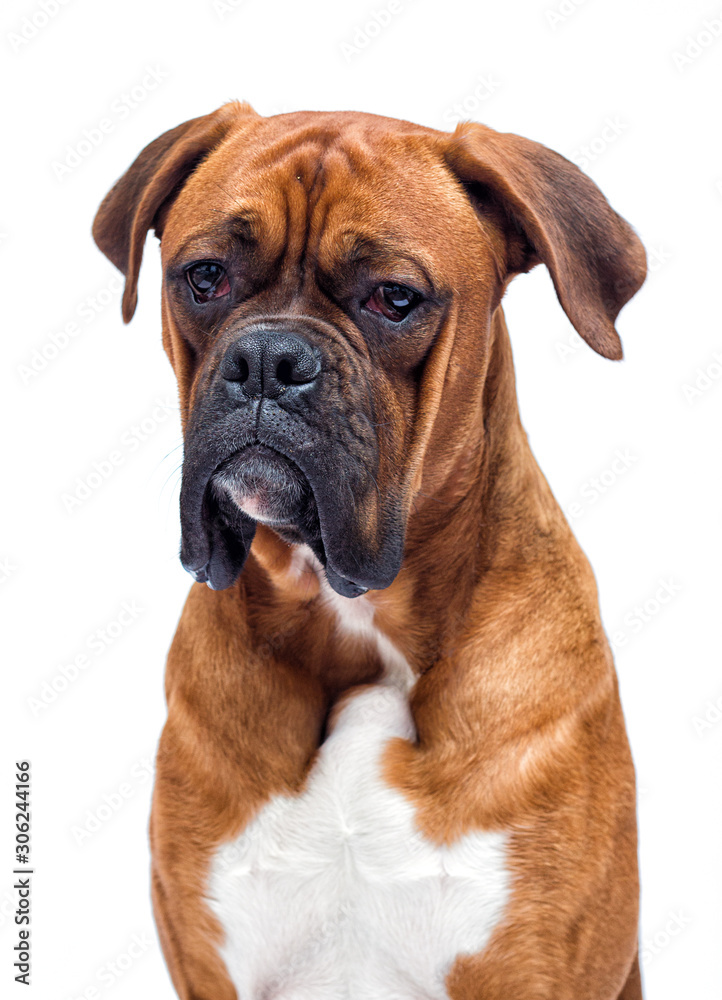 boxer dog looking isolated on a white background