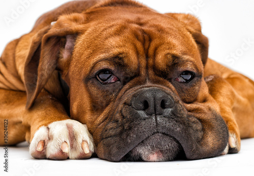 boxer dog looks on white background © Happy monkey