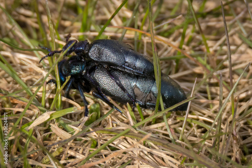 Portrait of two blister beetle (Meloidae) crawling through grass during summer in germany