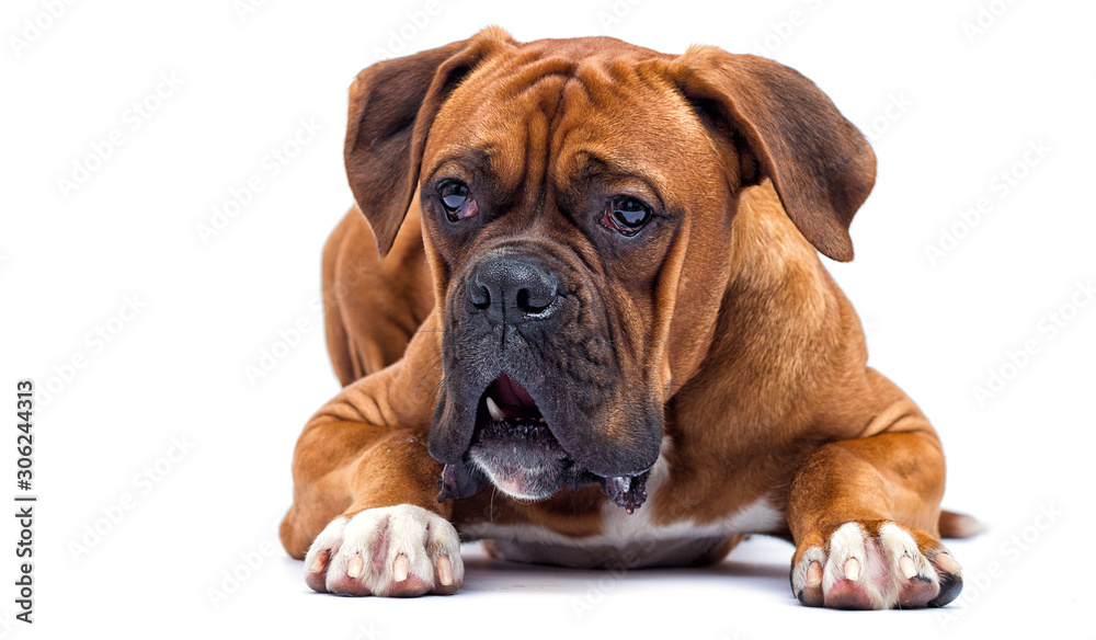 boxer dog looking isolated on a white background boxer dog looking isolated on a white background
