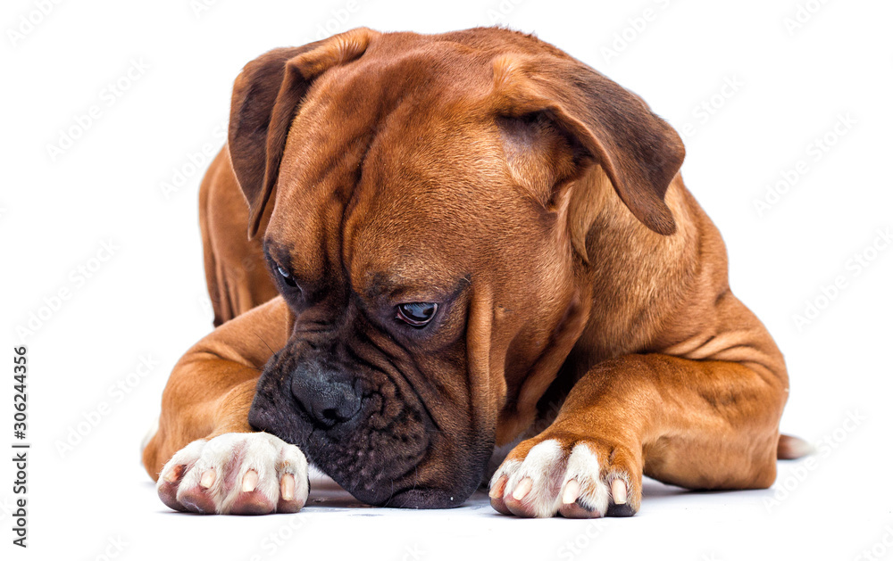 boxer dog looking isolated on a white background boxer dog looking isolated on a white background