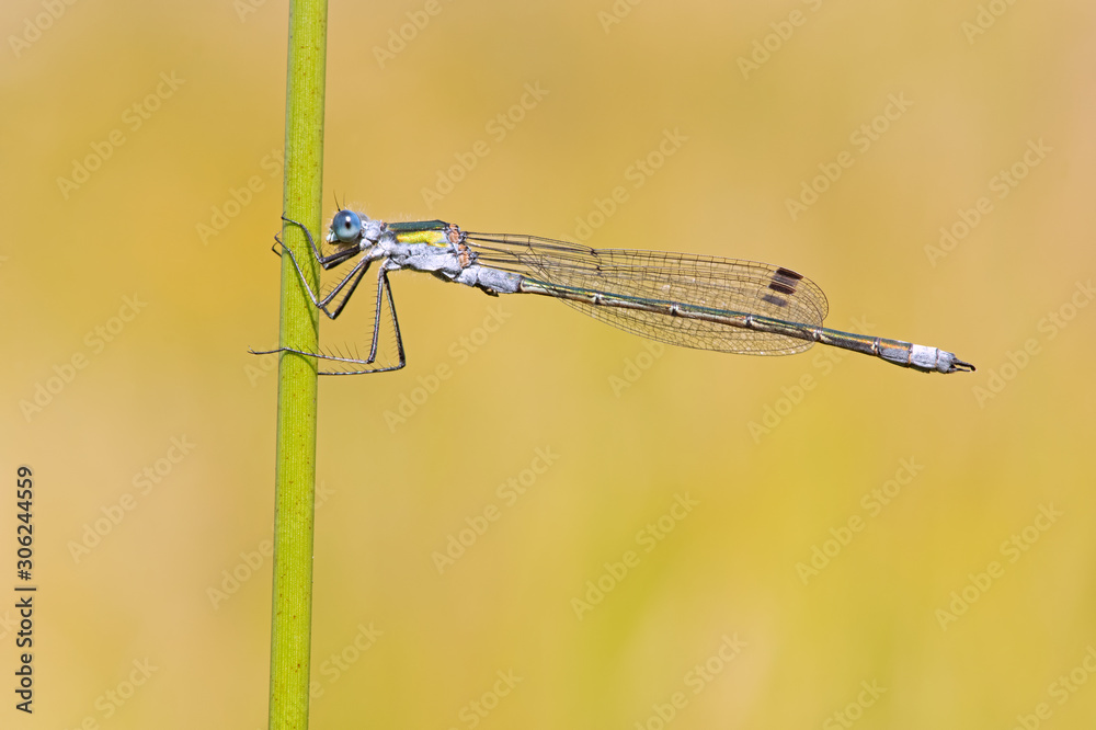 Emerald Damselfly (lestes sponsa) perched on a green stalk Emerald Damselfly (lestes sponsa) perched on a green stalk