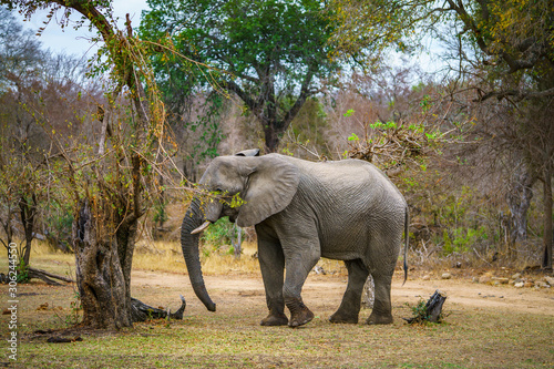 elephant in kruger national park  mpumalanga  south africa 62