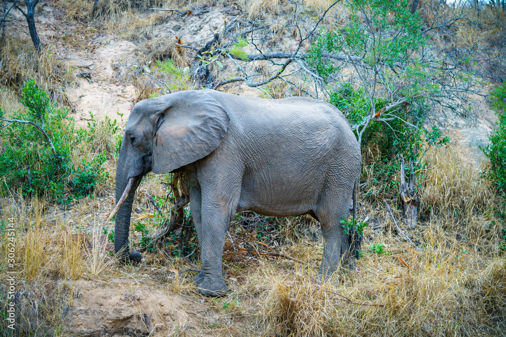 elephant in kruger national park, mpumalanga, south africa 11